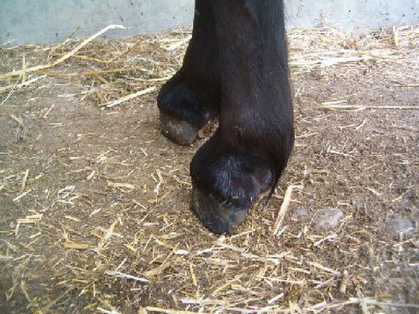 Flexural limb deformity requires aggressive treatment to prevent permanent lameness.