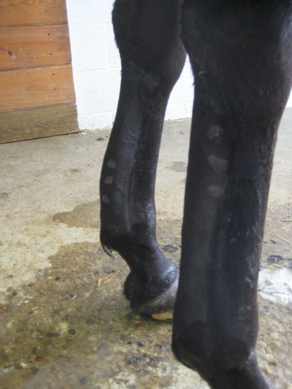 Previous firing is evident on both front legs.