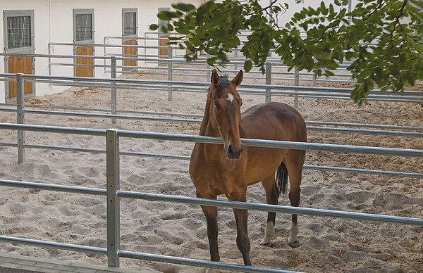 Horses are often confined to small paddocks to help reduce movement.