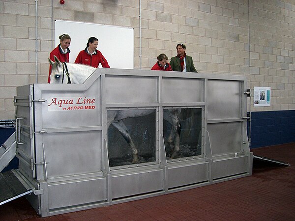 A horse working on an underwater treadmill.