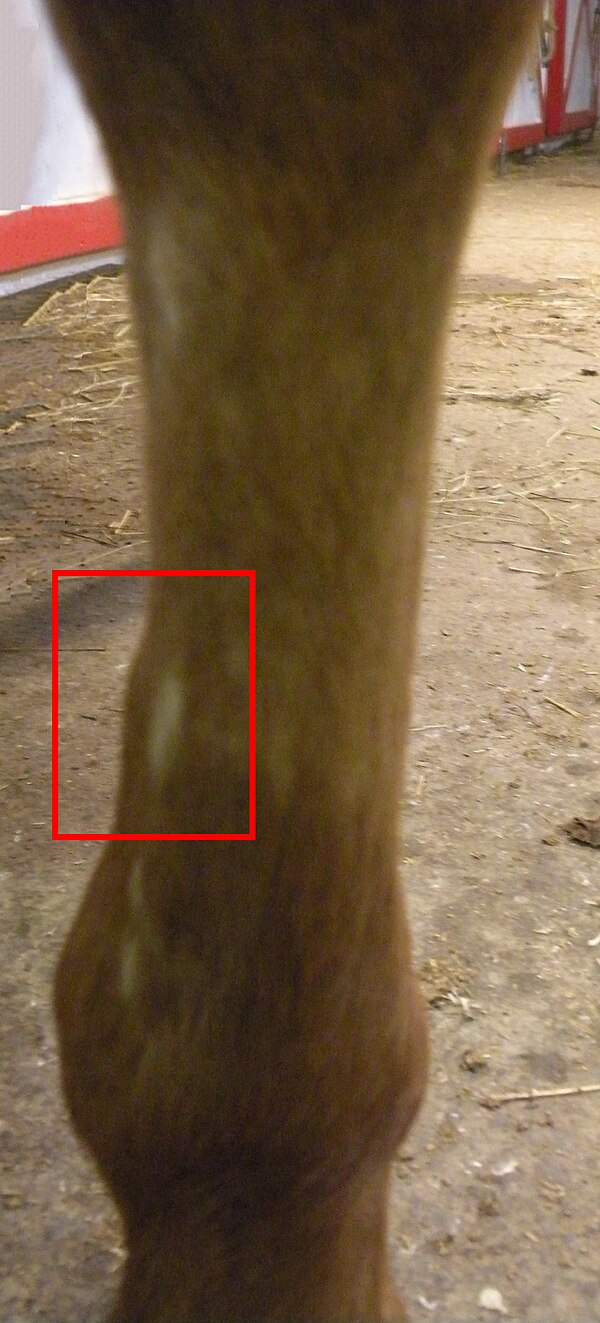 The callus formed due to splint bone  injury can become large and put pressure on the suspensory ligament.